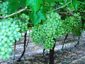 What was once bare savannah now holds over 100ha of top quality table grapes